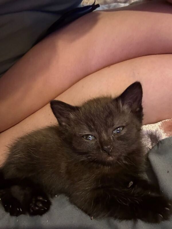 1/2 ragdoll female
