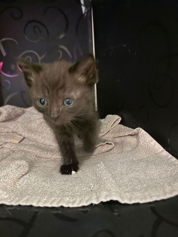 1/2 ragdoll female - Image 2 of 5