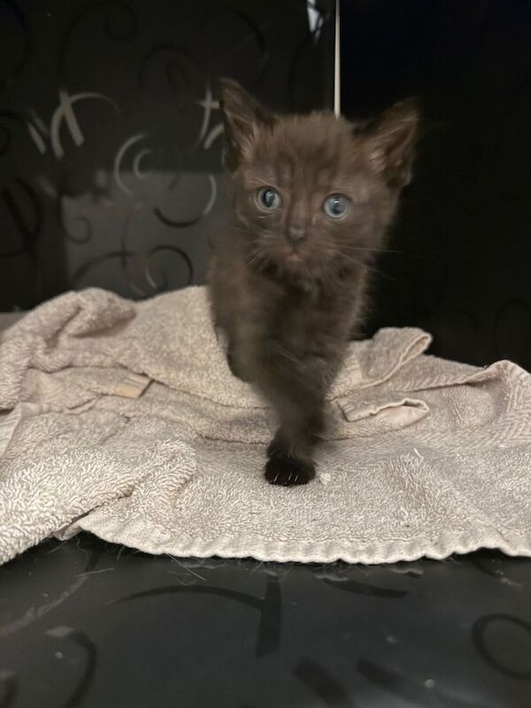1/2 ragdoll female - Image 3 of 5