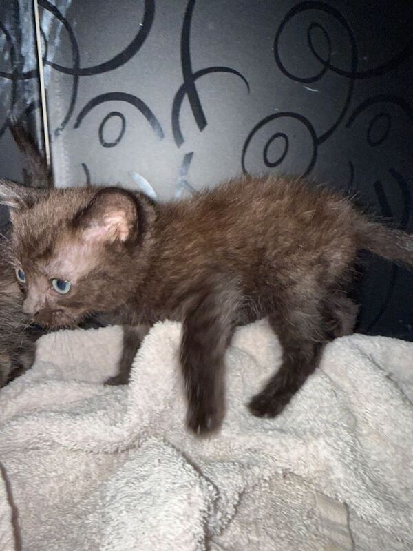 1/2 ragdoll female - Image 4 of 5