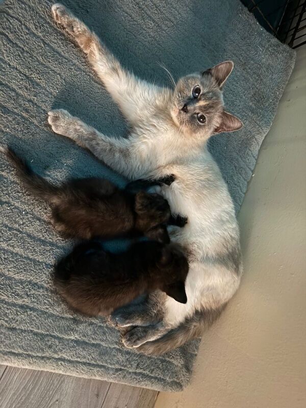 1/2 ragdoll female - Image 5 of 5