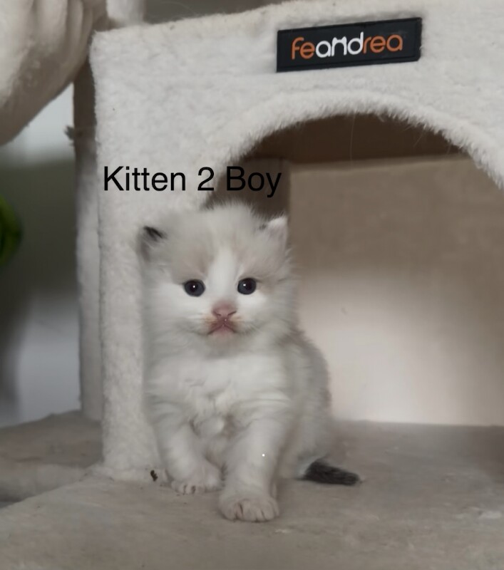 1 boy left - Purebred Seal BiColour Ragdolls