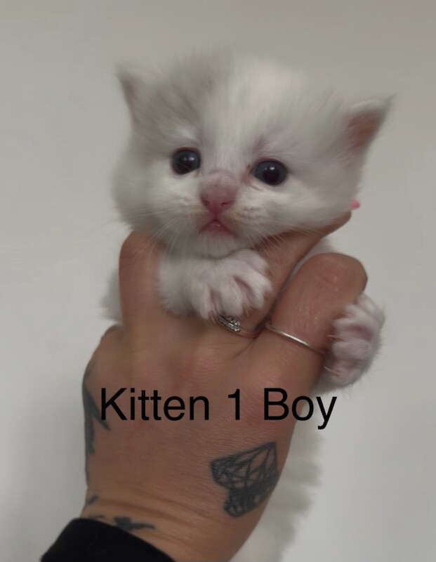 1 boy left - Purebred Seal BiColour Ragdolls - Image 2 of 6
