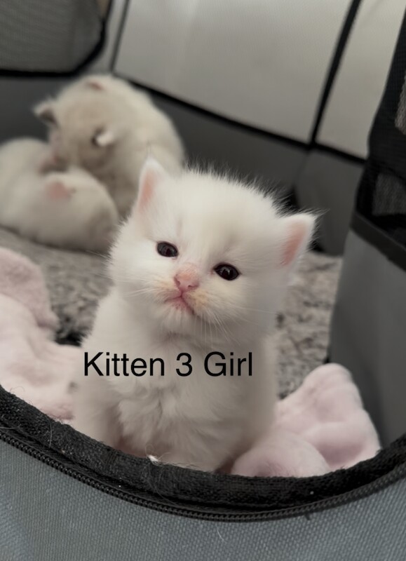 1 boy left - Purebred Seal BiColour Ragdolls - Image 3 of 6