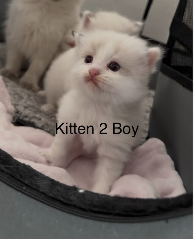 1 boy left - Purebred Seal BiColour Ragdolls - Image 4 of 6