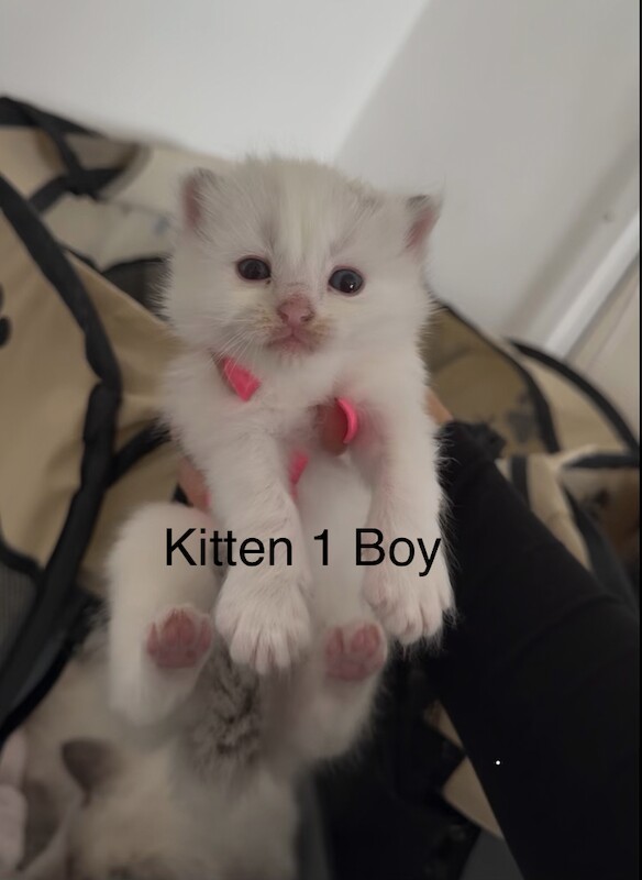 1 boy left - Purebred Seal BiColour Ragdolls - Image 5 of 6
