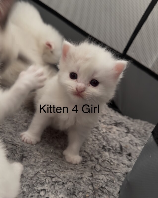1 boy left - Purebred Seal BiColour Ragdolls - Image 6 of 6