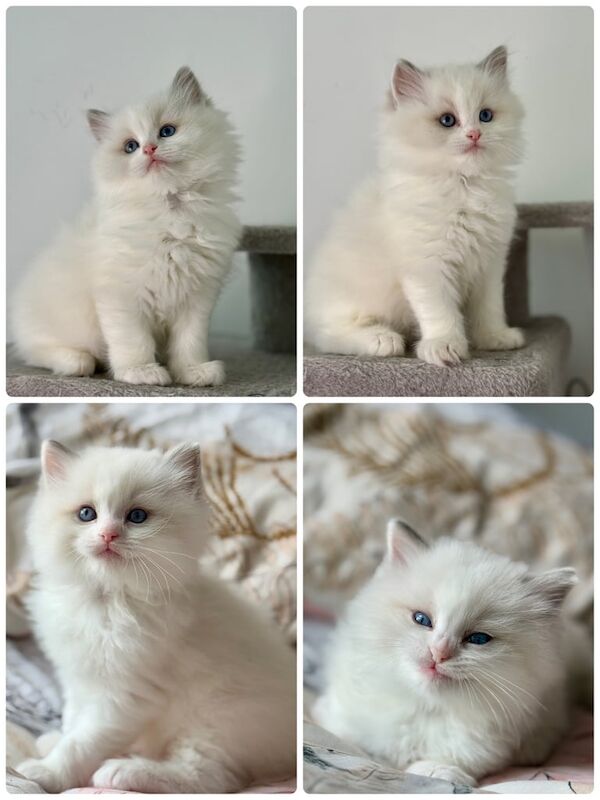 1 male and 1 female ragdoll left Looking for 5⭐ Homes ✨ for sale in Manchester, Greater Manchester
