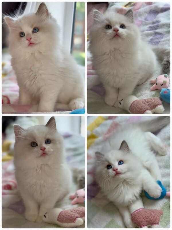1 male and 1 female ragdoll left Looking for 5⭐ Homes ✨ for sale in Manchester, Greater Manchester | Image 2
