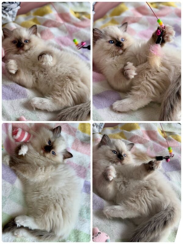 1 male and 1 female ragdoll left Looking for 5⭐ Homes ✨ for sale in Manchester, Greater Manchester | Image 3