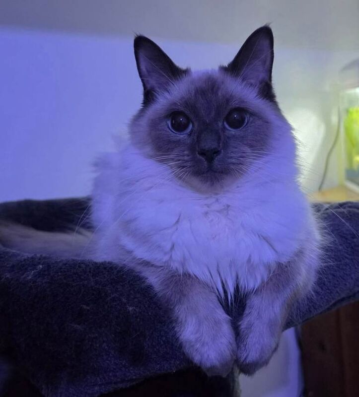 1 year old female