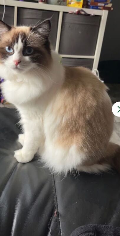 Ragdoll Kittens For Sale