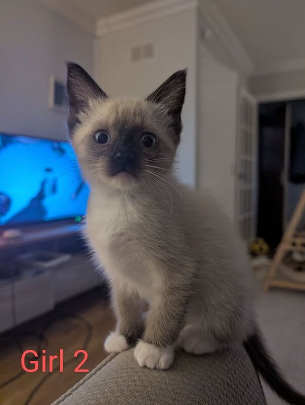 Ragdoll kittens for sale in Stirling, Stirling and Falkirk β 10 weeks old