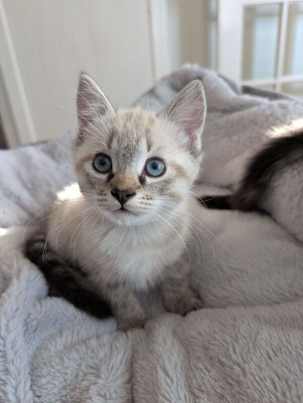 Ragdoll kittens for sale in Stirling, Stirling and Falkirk – 10 weeks old - Image 2 of 3