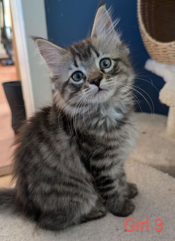Ragdoll kittens for sale in Stirling, Stirling and Falkirk – 10 weeks old - Image 3 of 3