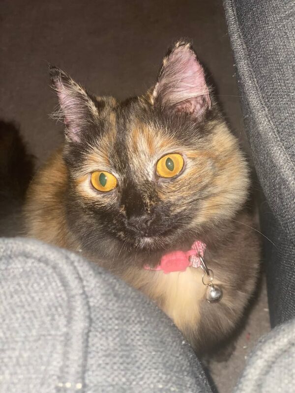 10 month old Ragdoll for sale in Baildon, West Yorkshire