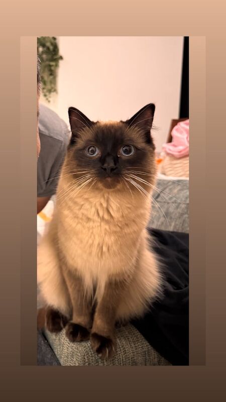Ragdoll kittens for sale in Cheadle, Greater Manchester – 10 months old