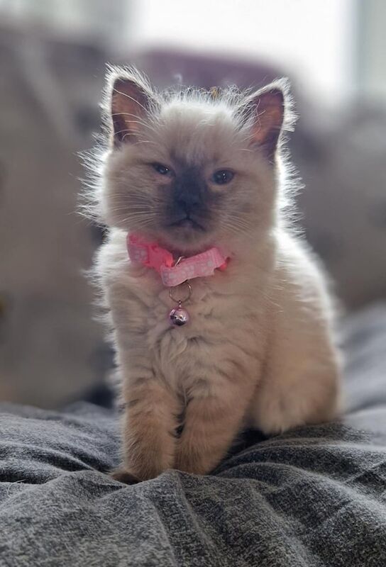 10 week Gorgeous chocolate seal point rag doll kittens for sale in Highland Boath, Nairn