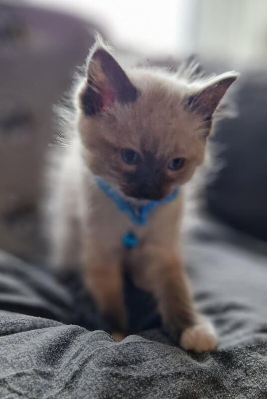 10 week Gorgeous chocolate seal point rag doll kittens for sale in Highland Boath, Nairn | Image 2