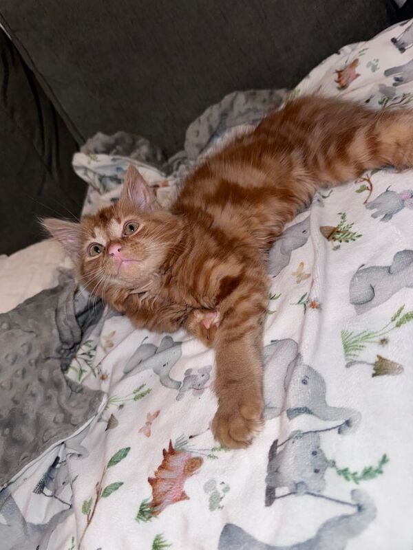 Ragdoll kittens for sale in Sheffield, South Yorkshire – 9 weeks old - Image 2 of 3