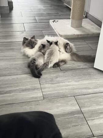 10 weeks old 1 male & 1 female 100% pure ragdoll for sale in Harlow, Essex