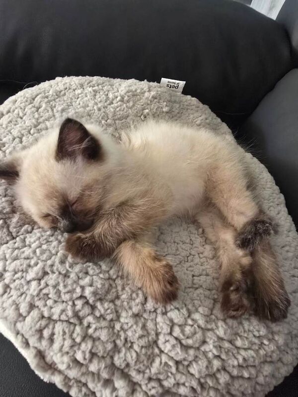 10 weeks old male Ragdoll cross Blue Russian