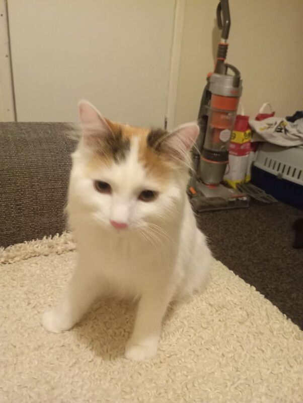 Ragdoll kittens for sale in Ward End, West Midlands – 1 year old