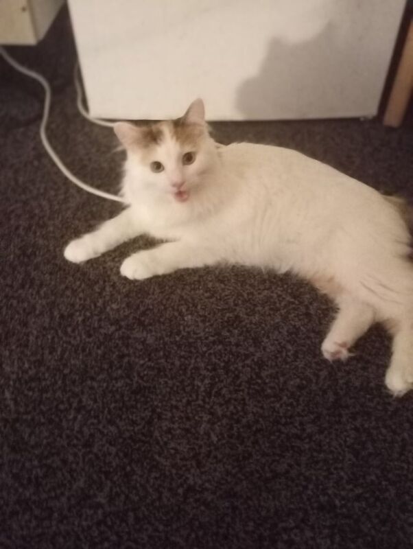 Ragdoll kittens for sale in Ward End, West Midlands – 1 year old - Image 3 of 3