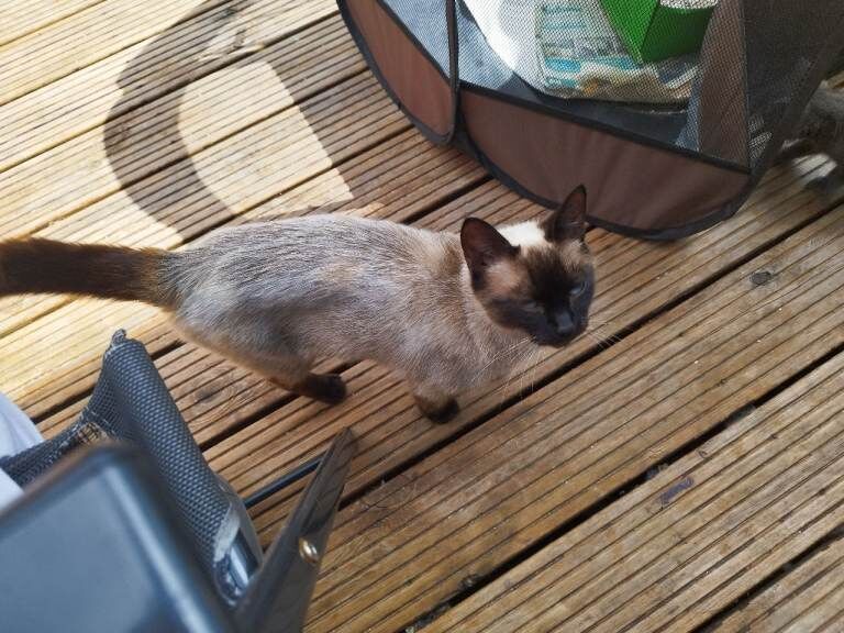 18 month old Female Ragdoll Cat Calm natured, excellent with kids £250
