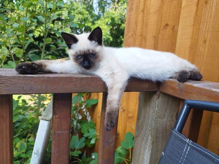 18 month old Female Ragdoll Cat Calm natured, excellent with kids £250 - Image 4 of 4