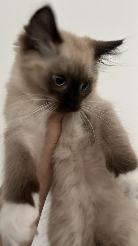Ragdoll kittens for sale in Redbridge, Greater London – 11 weeks old