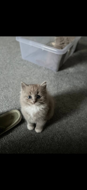2 Beautiful fluffy kittens ready for loving homes