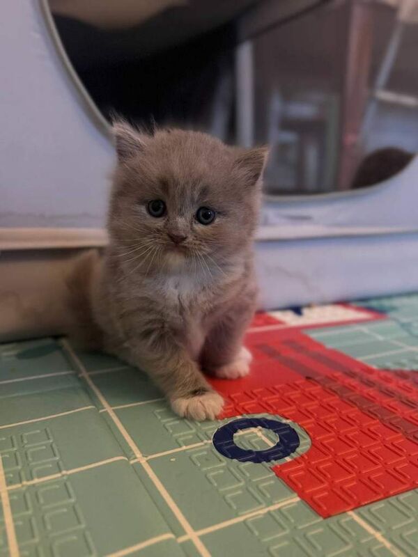 2 Beautiful fluffy kittens ready for loving homes - Image 2 of 5