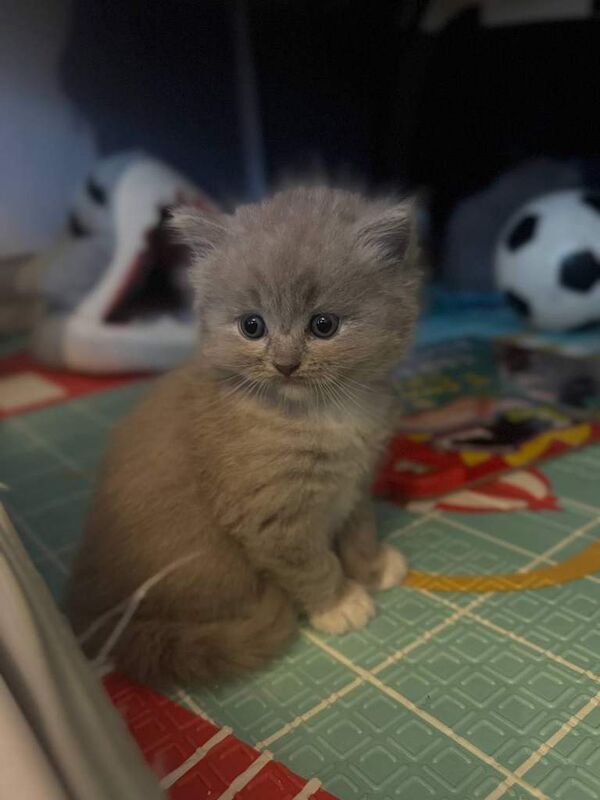 2 Beautiful fluffy kittens ready for loving homes - Image 3 of 5