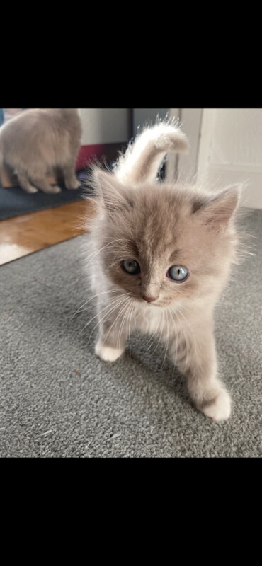 2 Beautiful fluffy kittens ready for loving homes - Image 4 of 5