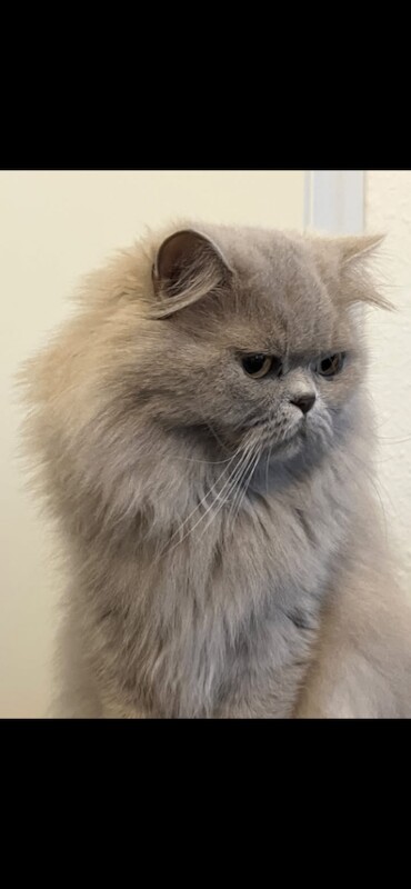 2 Beautiful fluffy kittens ready for loving homes - Image 5 of 5