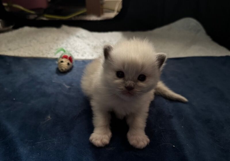 2 beautiful kittens for sale in Droitwich Spa, Worcestershire