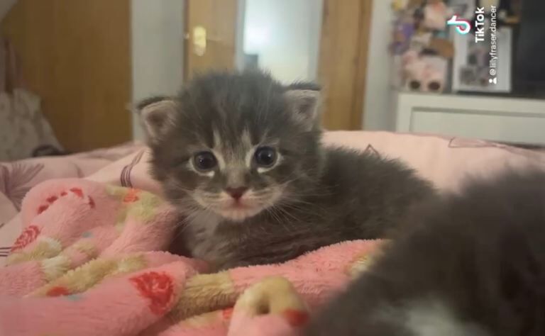 2 beautiful kittens from our ragdoll family cat