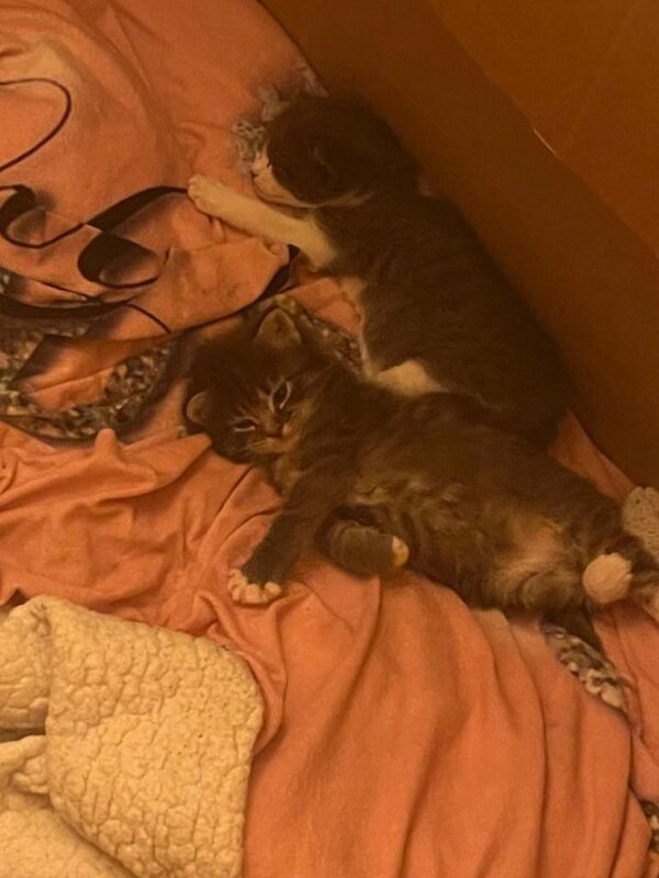 2 beautiful kittens from our ragdoll family cat - Image 3 of 6