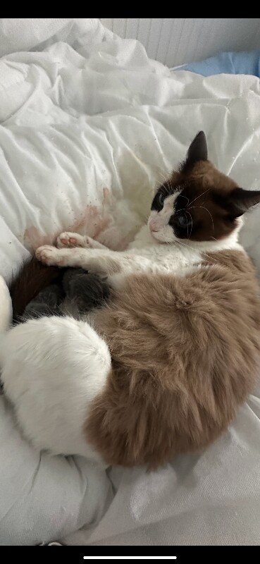 2 beautiful kittens from our ragdoll family cat - Image 4 of 6