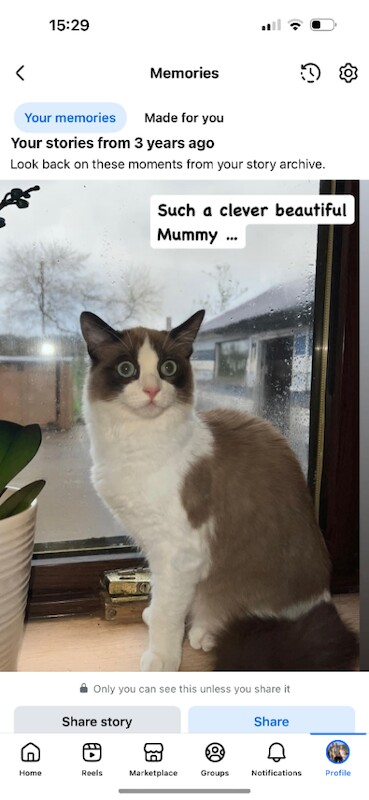 2 beautiful kittens from our ragdoll family cat - Image 6 of 6