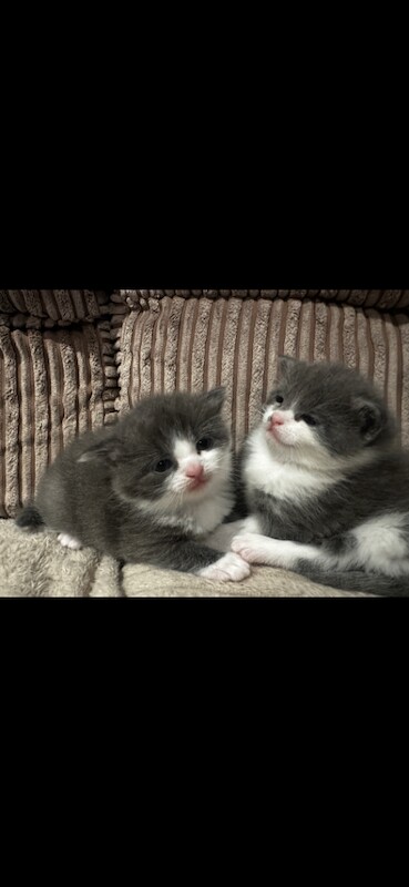 Ragdoll kittens for sale in Turriff, Aberdeenshire – 8 weeks old