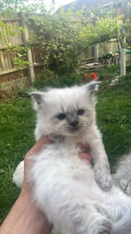 Ragdoll kittens for sale in Sinfin, Derbyshire – 6 weeks old