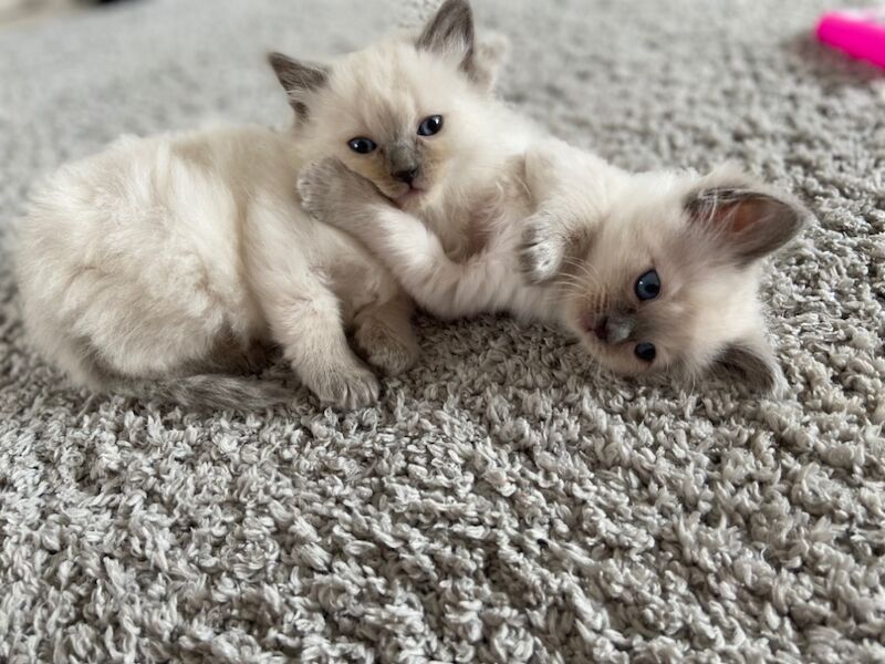 2 beautiful ragdoll boys for sale in Hp2