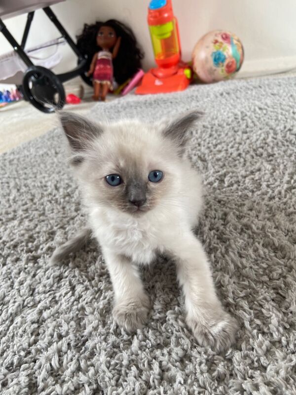 2 beautiful ragdoll boys for sale in Hp2 | Image 2