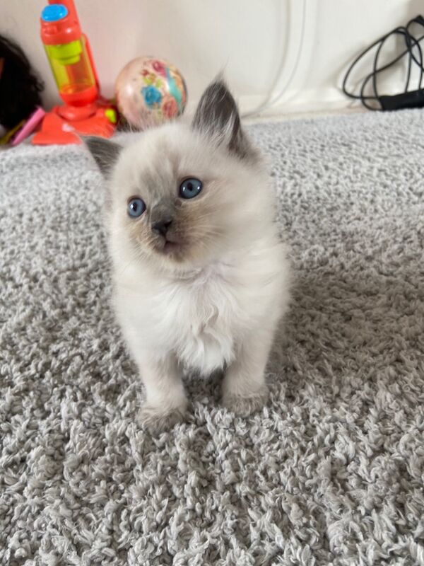 2 beautiful ragdoll boys for sale in Hp2 | Image 3