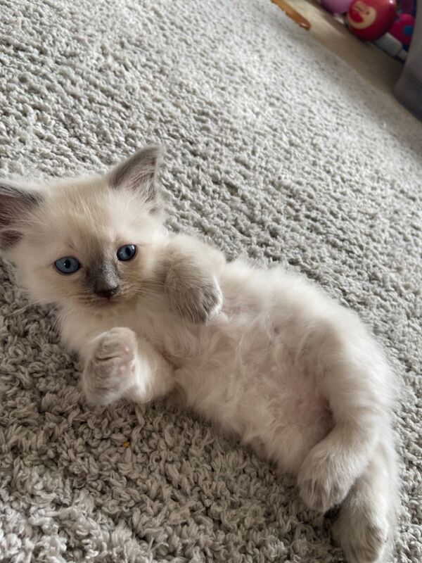 2 beautiful ragdoll boys for sale in Hp2 | Image 4