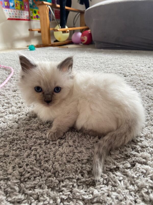 Ragdoll kittens for sale in Hp2 – 10 weeks old - Image 5 of 10