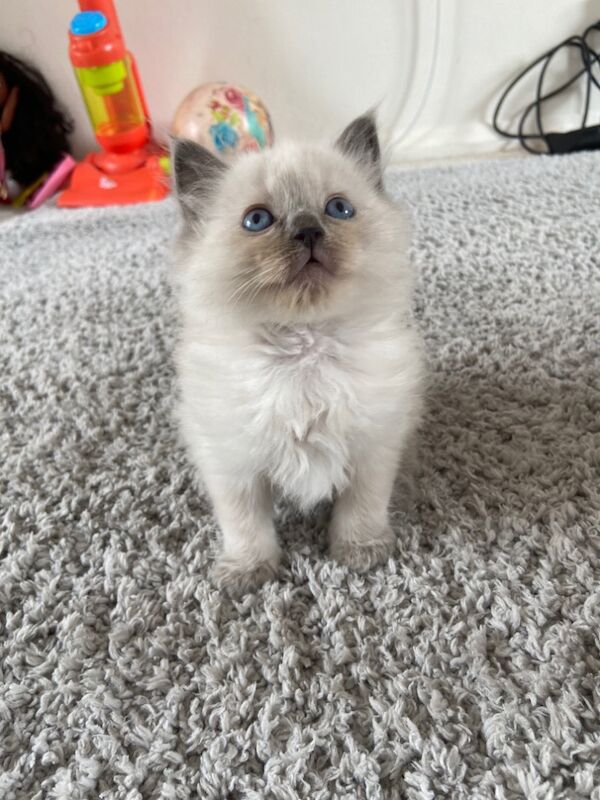 Ragdoll kittens for sale in Hp2 – 10 weeks old - Image 6 of 10
