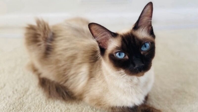 Ragdoll kittens for sale in Hp2 – 10 weeks old - Image 9 of 10